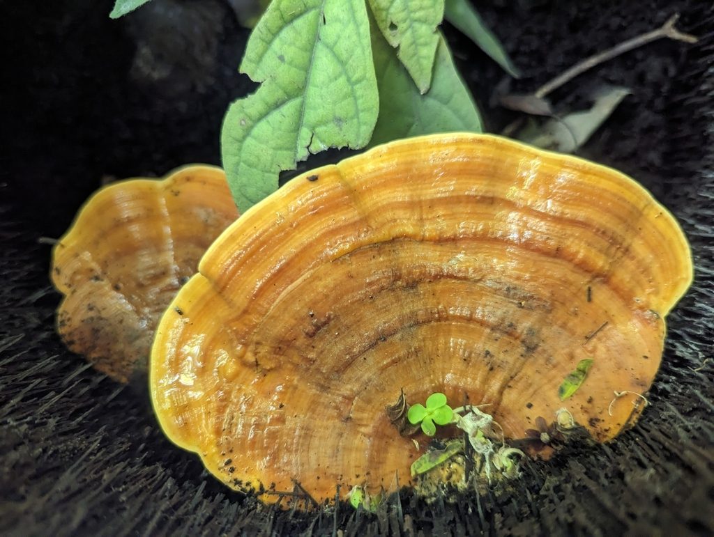 Brackish Bracket Fungus reference