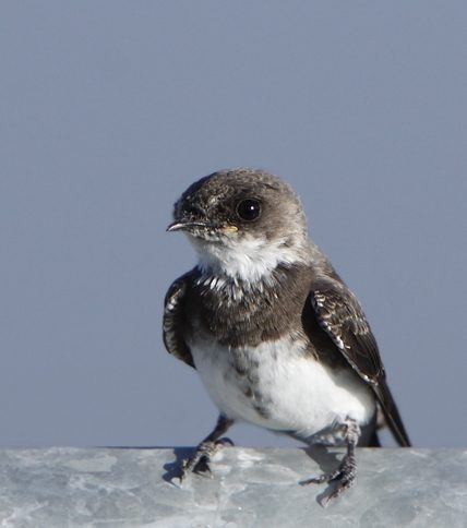 Sand Martin reference