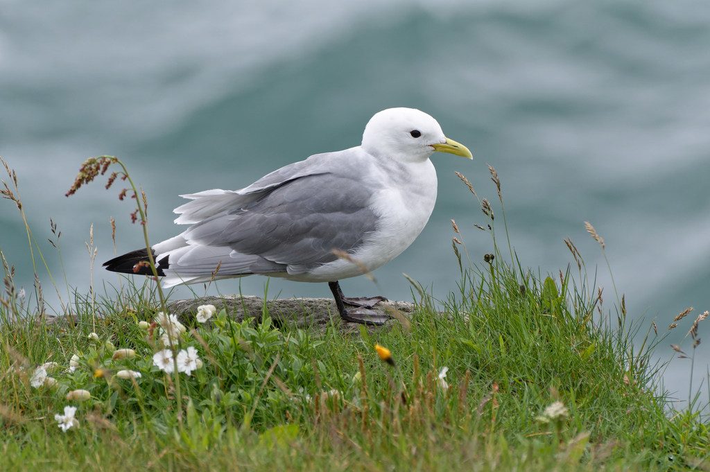Black-legged Kittiwake reference