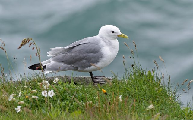 Black-legged Kittiwake reference