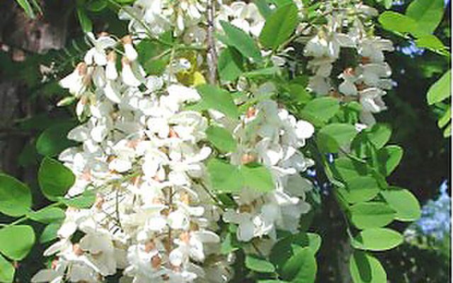 Black Locust reference