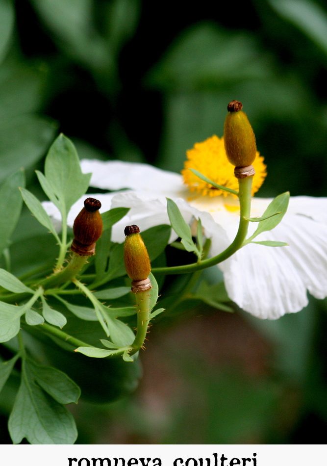 Coulter's matilija poppy reference