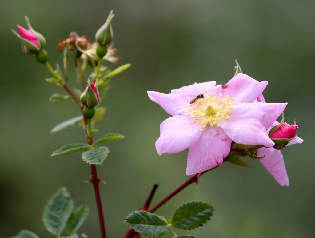 California Wild Rose reference