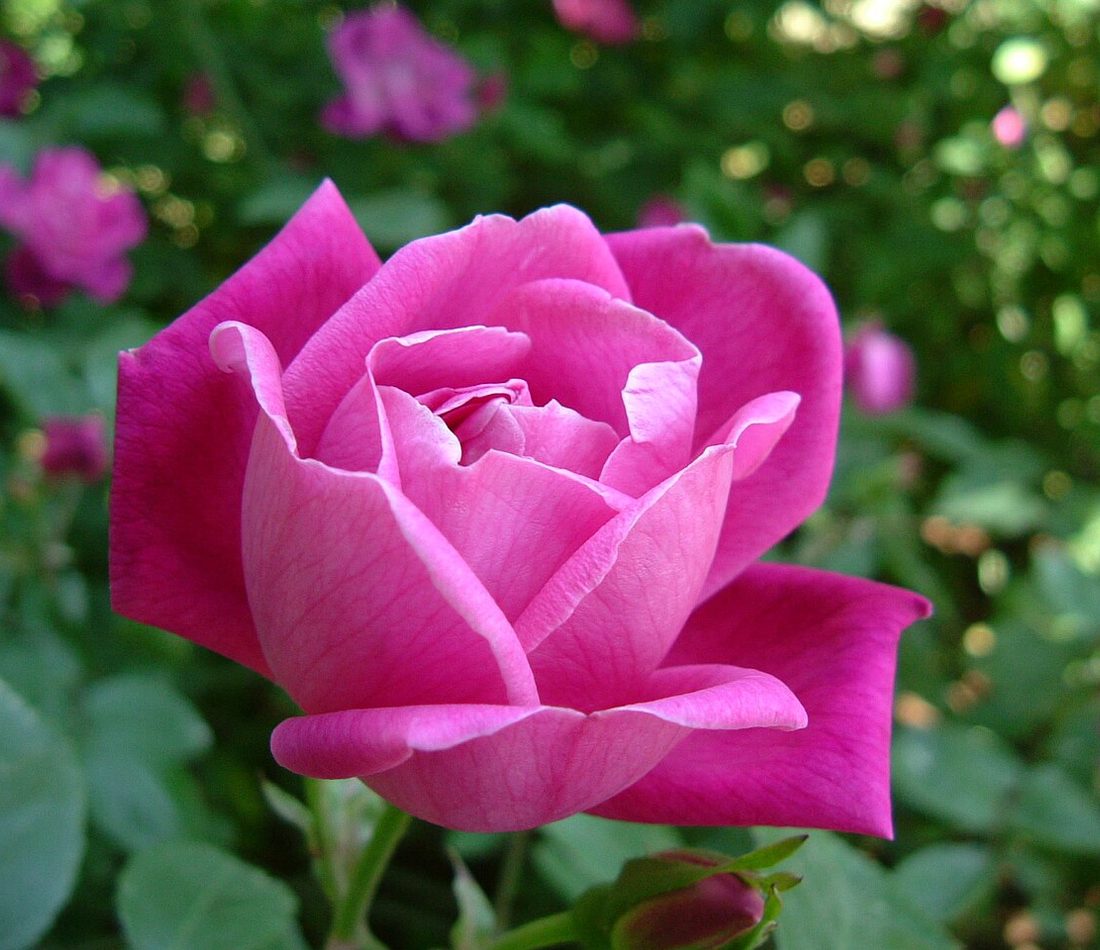 China Rose reference