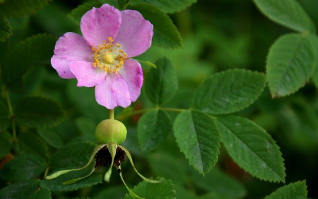 Nootka Rose reference