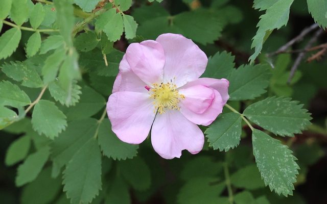 Woods' Rose reference
