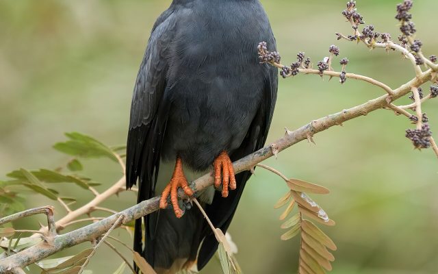 Snail Kite reference