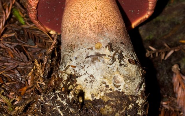 Red-Capped Bolete reference
