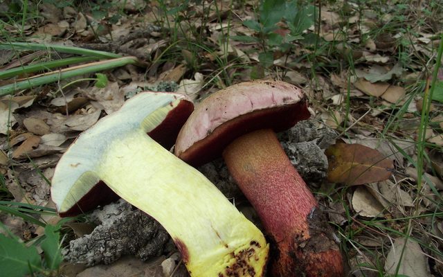 Pink-Capped Red Bolete reference