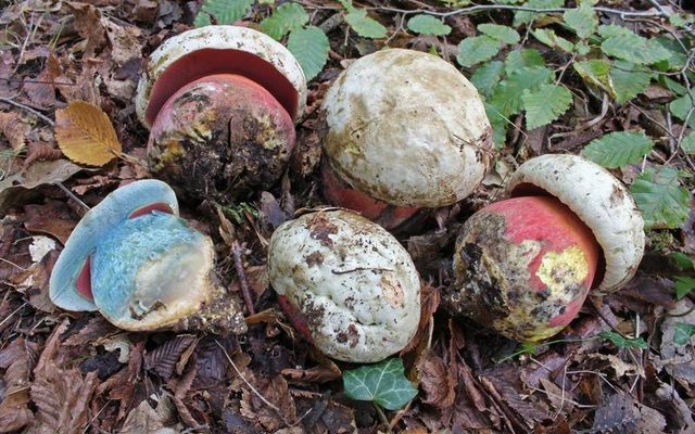 Devil's Bolete reference