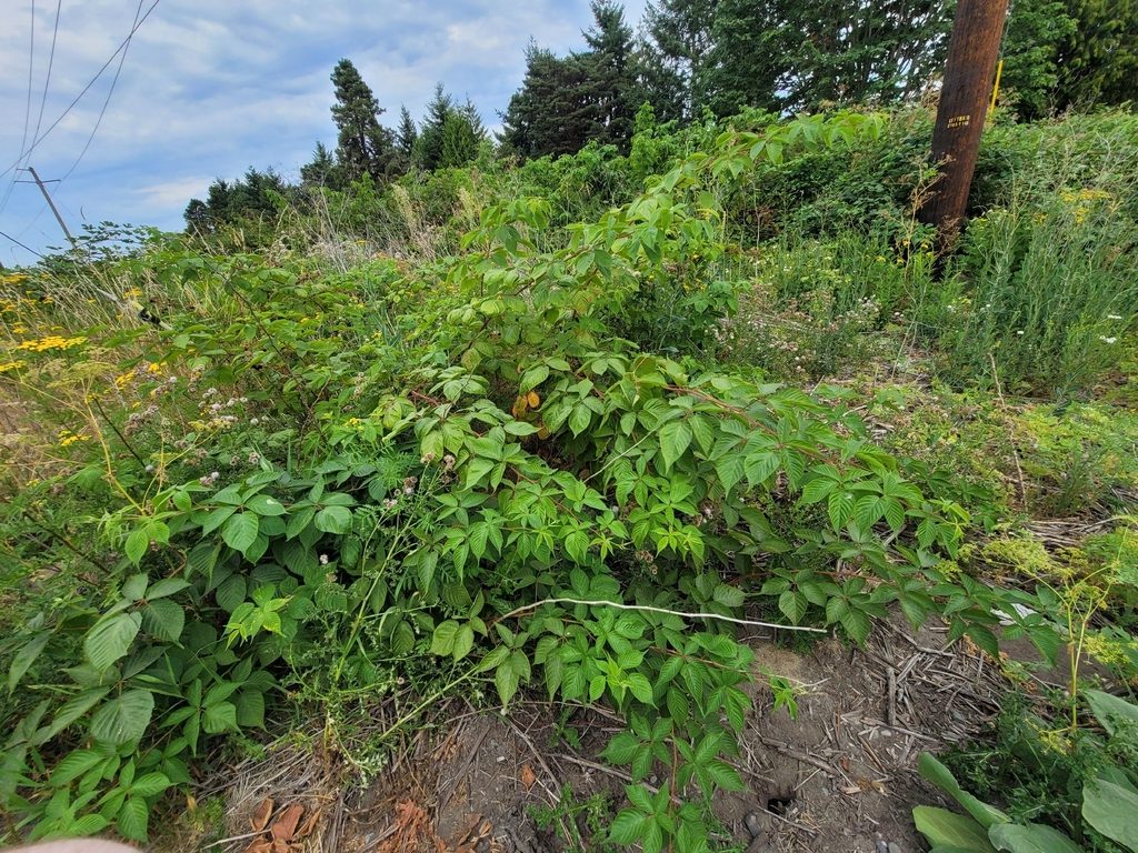 Allegheny blackberry reference