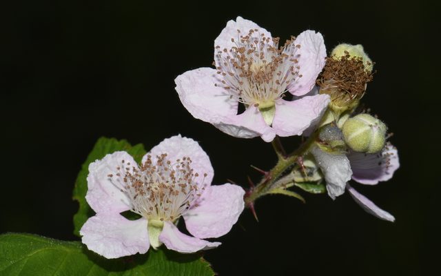 Himalayan Blackberry reference