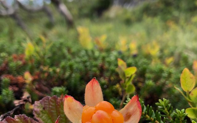Cloudberry reference