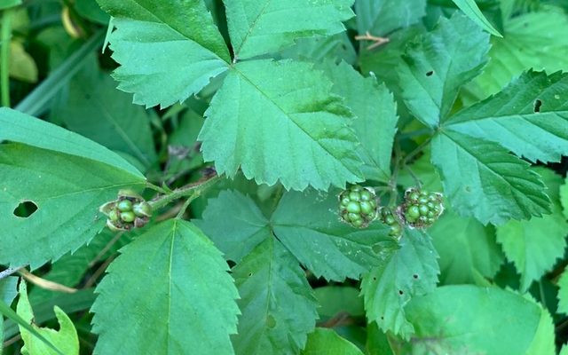 Common Dewberry reference