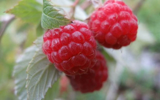 Red Raspberry reference