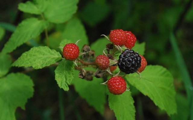 Black Raspberry reference