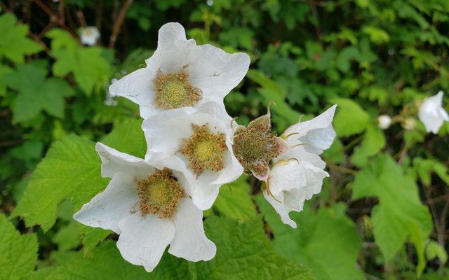 Thimbleberry reference