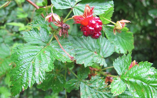 Salmonberry reference