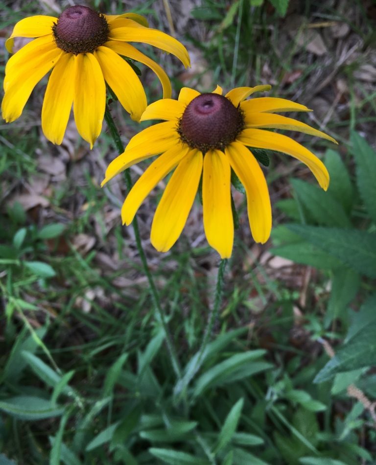 Rudbeckia hirta reference