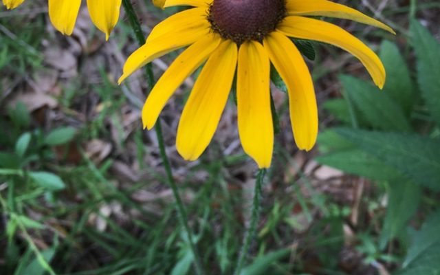 Black-eyed Susan reference