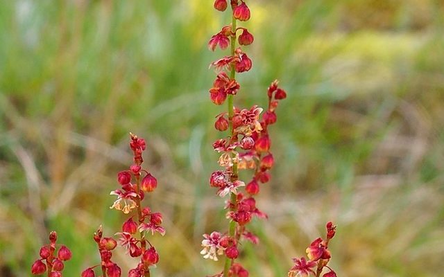 Sheep Sorrel reference