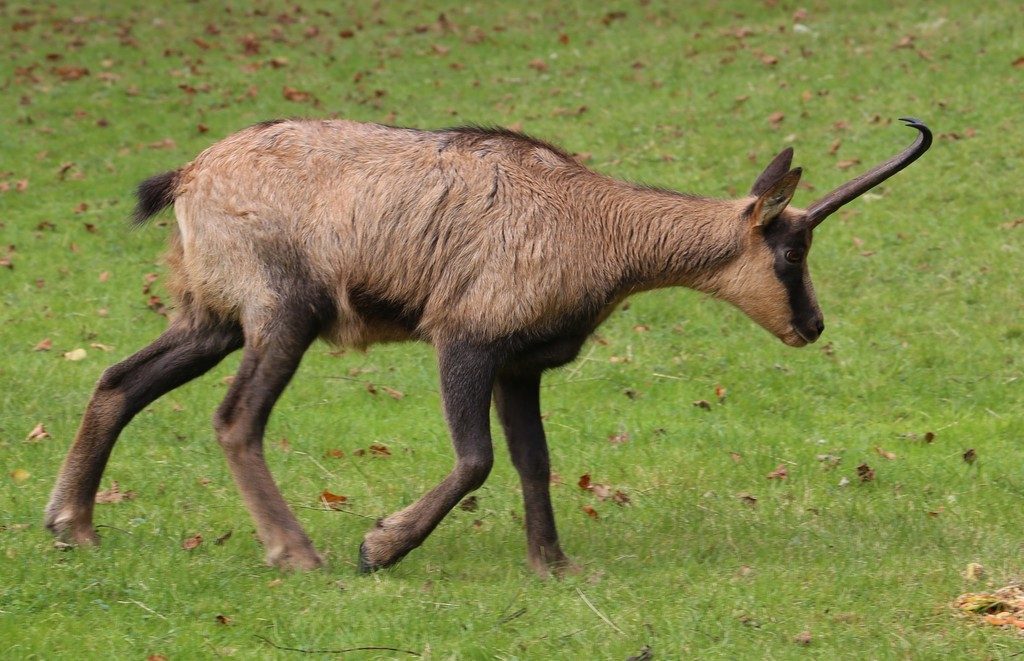 Pyrenean Chamois reference