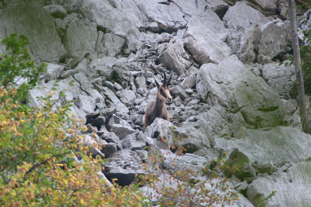 Balkan Chamois reference