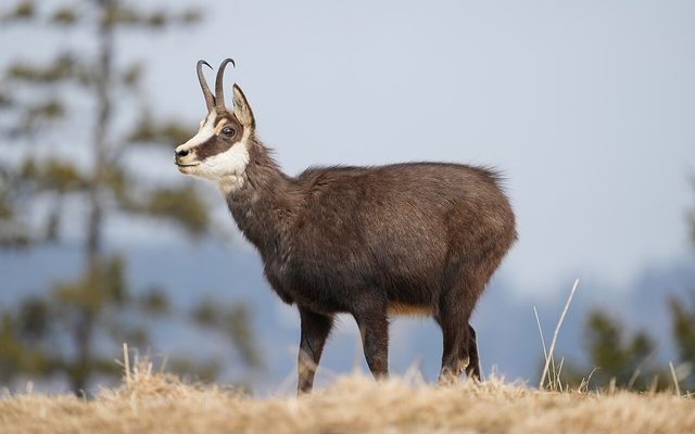 Chamois reference