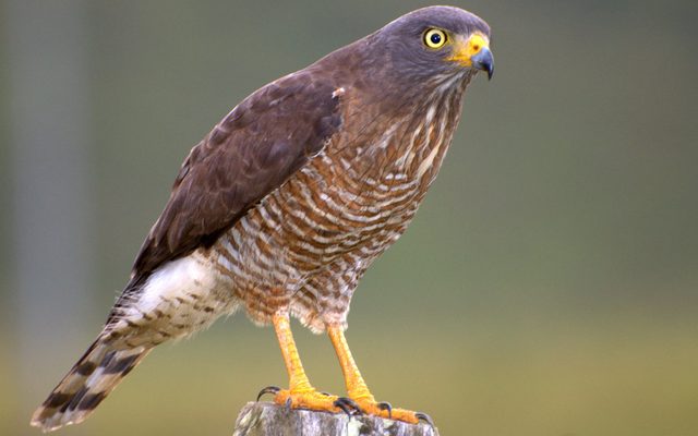 Roadside Hawk reference