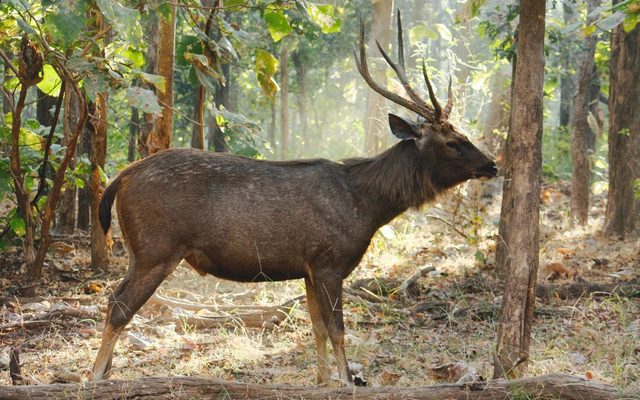 Sambar reference