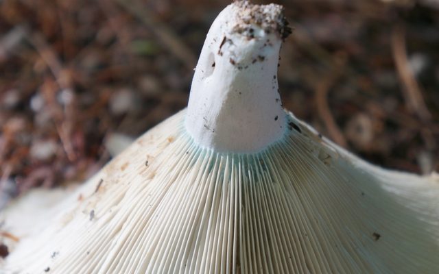 Short-stemmed Russula reference