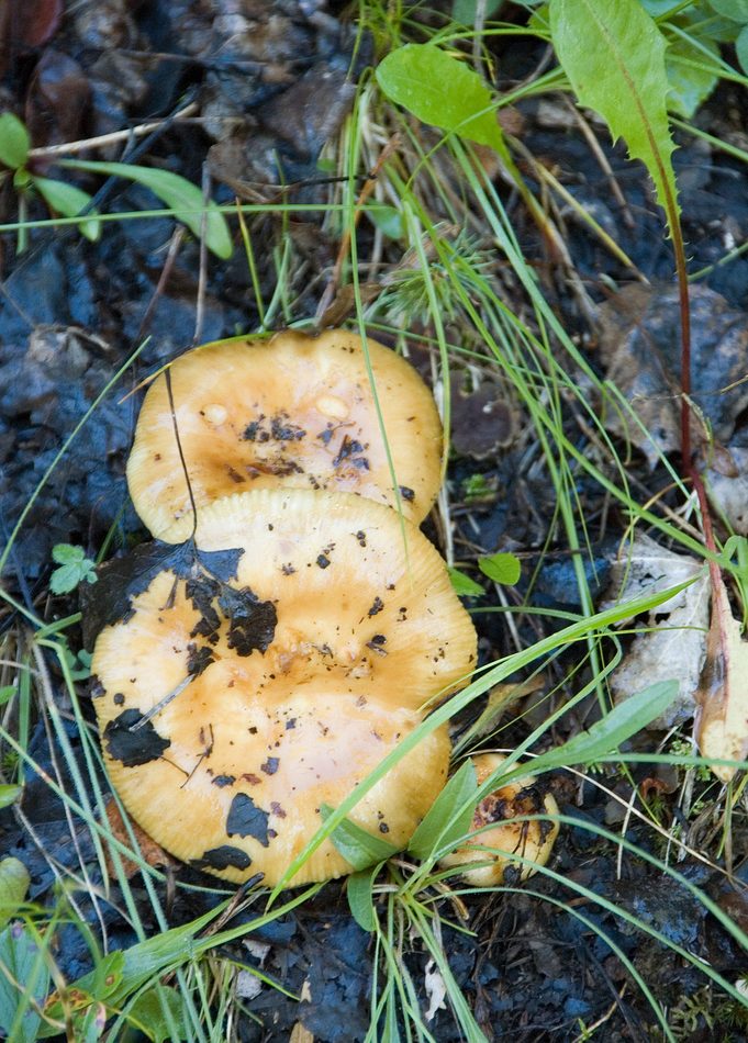 Ochre Brittlegill reference