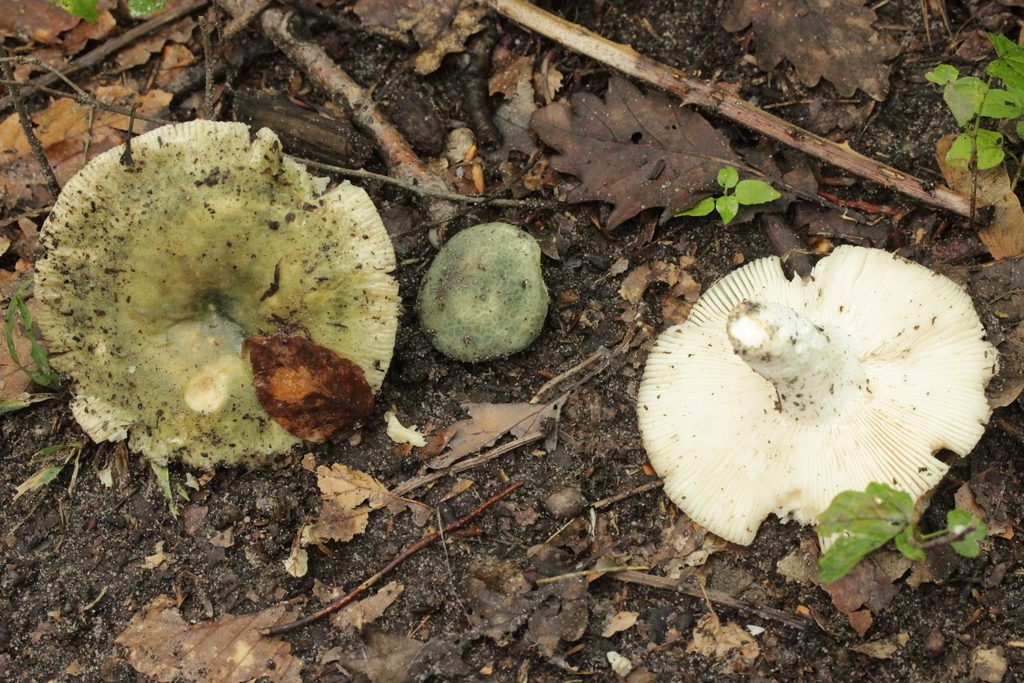 Green-cracking Russula reference