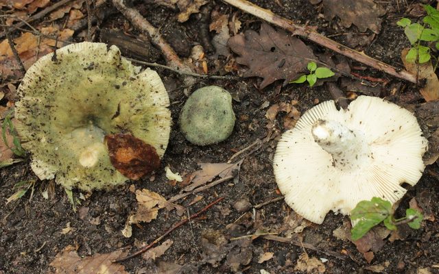 Green Crackling Russula reference