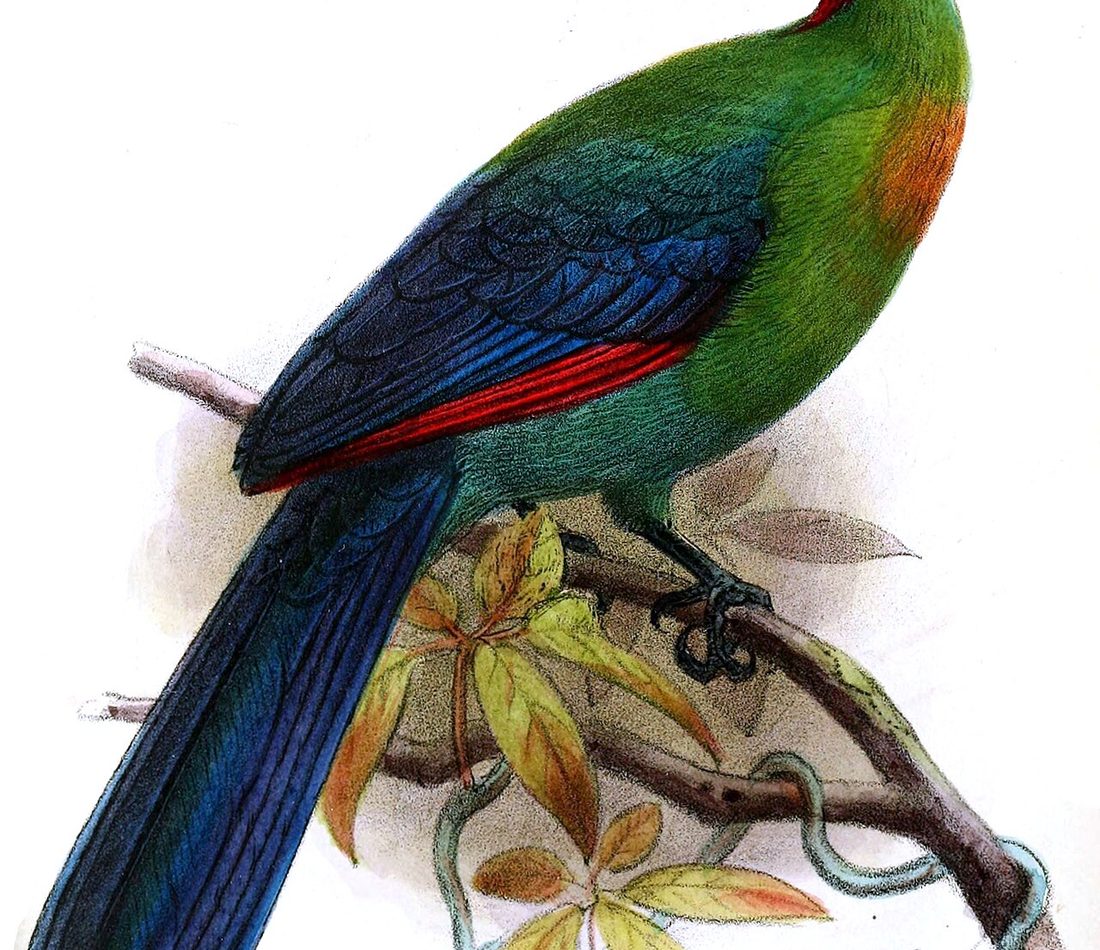 Rwenzori Turaco reference