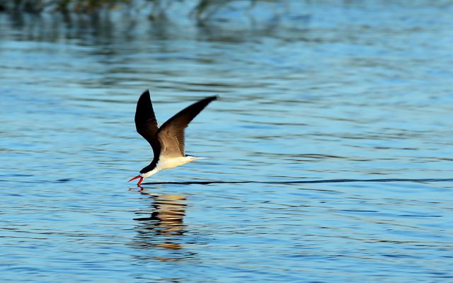 African Skimmer reference