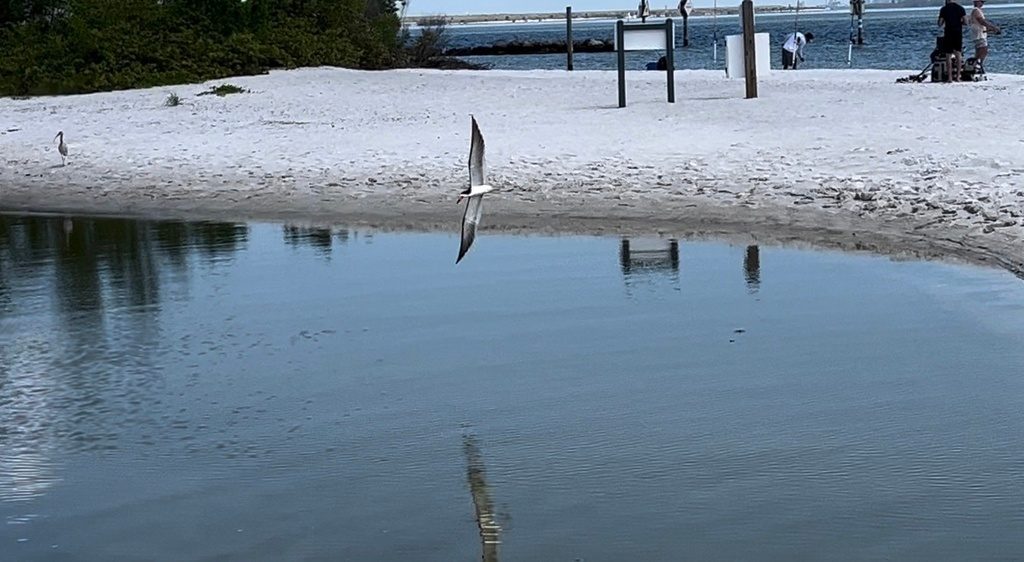 Black Skimmer reference