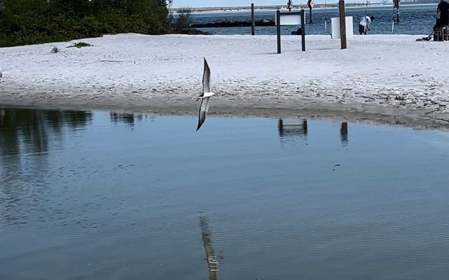 Black Skimmer reference