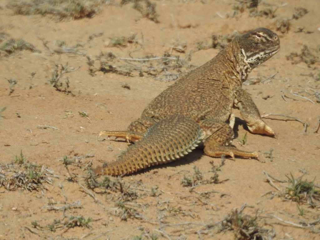 Indian Spiny-tailed Lizard reference