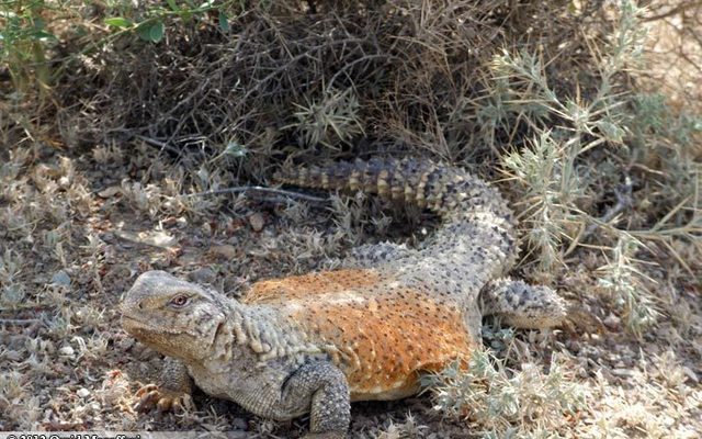Iranian Spiny-tailed Lizard reference