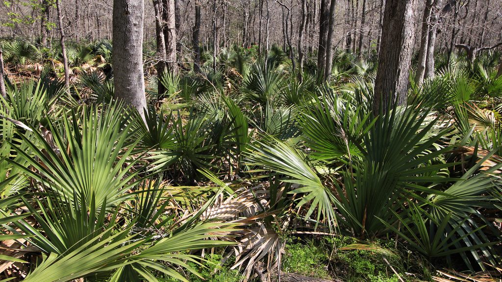 Dwarf Palmetto reference