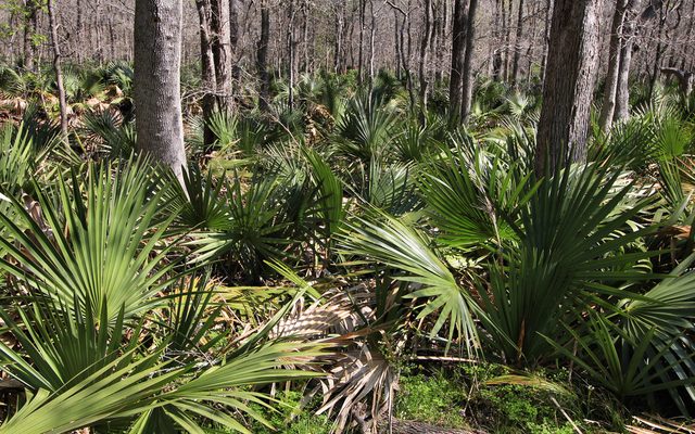 Dwarf Palmetto reference