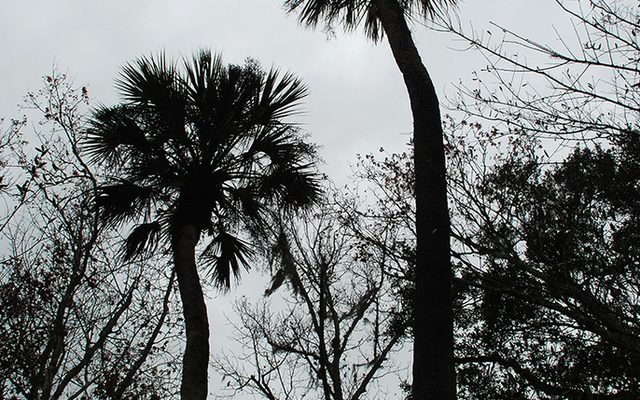 Cabbage Palm reference
