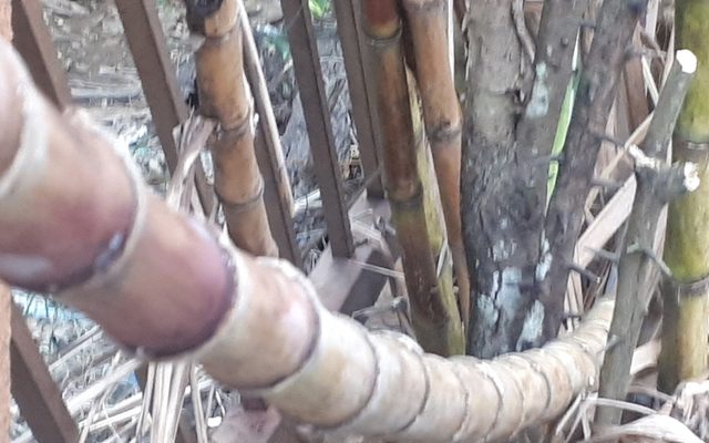 Sugarcane reference