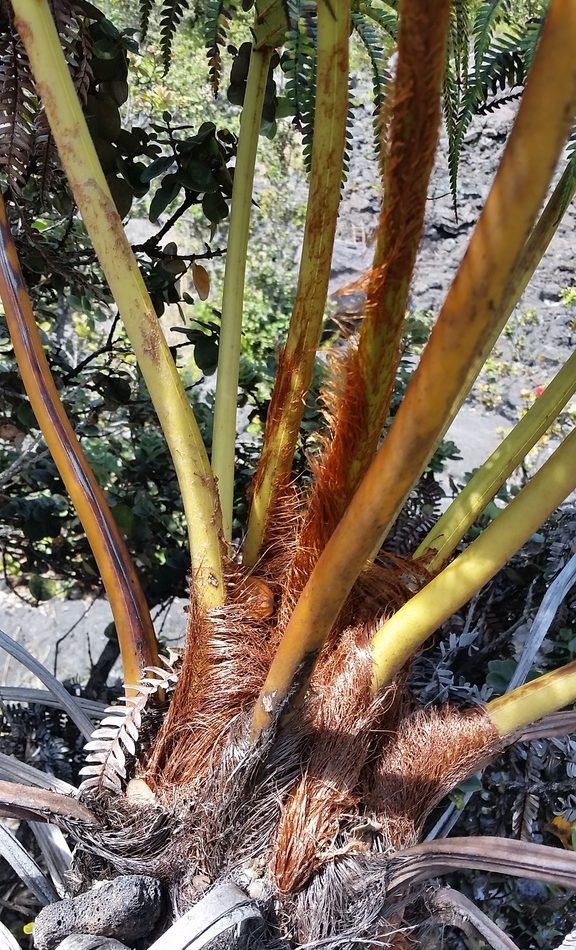 ʻAmaʻu Fern reference