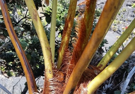 ʻAmaʻu Fern reference