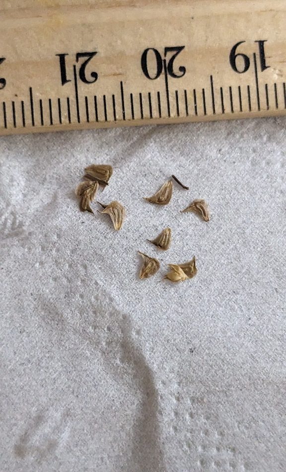 broadleaf arrowhead reference