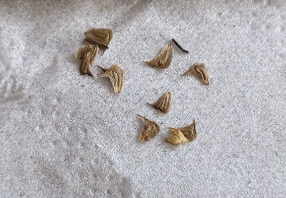 Broadleaf Arrowhead reference