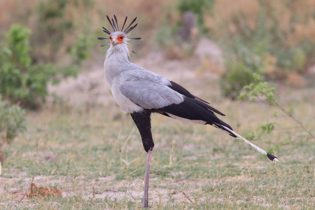 Secretarybird reference