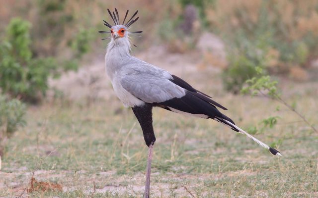 Secretarybird reference